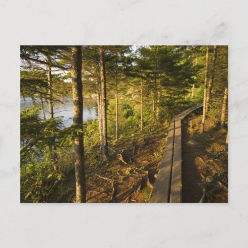 A wooden walkway in Acadia National Park Maine Postcard
