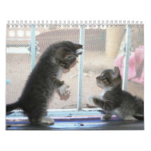 A year of fuzzybutts