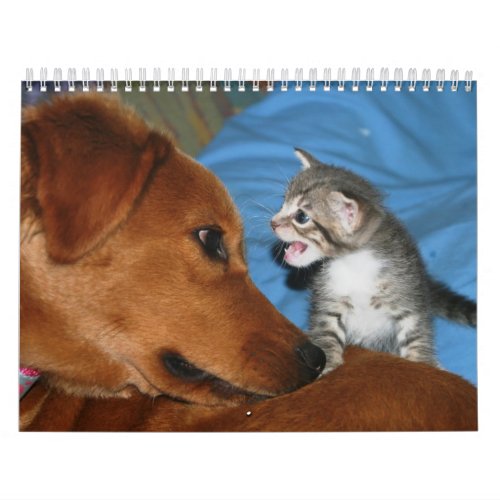 A year of kittens calendar