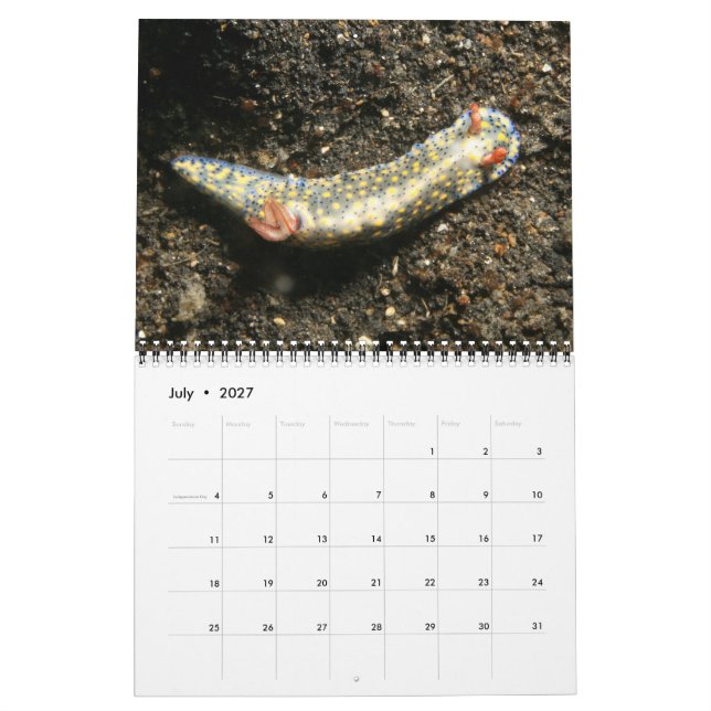 A Year of Nudibranchs Calendar (Jul 2027)