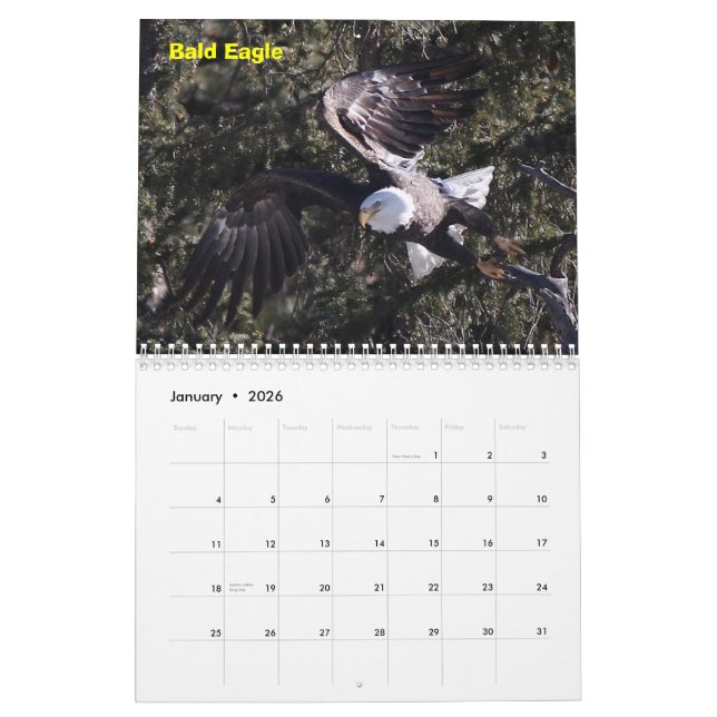 A Year of Raptors Calendar (Jan 2026)