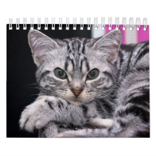 A Years Worth Of Cute Kitten Photography Calendar