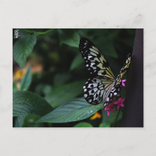 A Yellow Butterfly on Pink Flowers Postcard