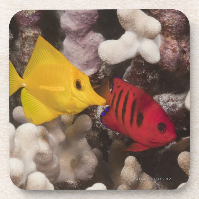 A Yellow Tang Beverage Coaster (Front)