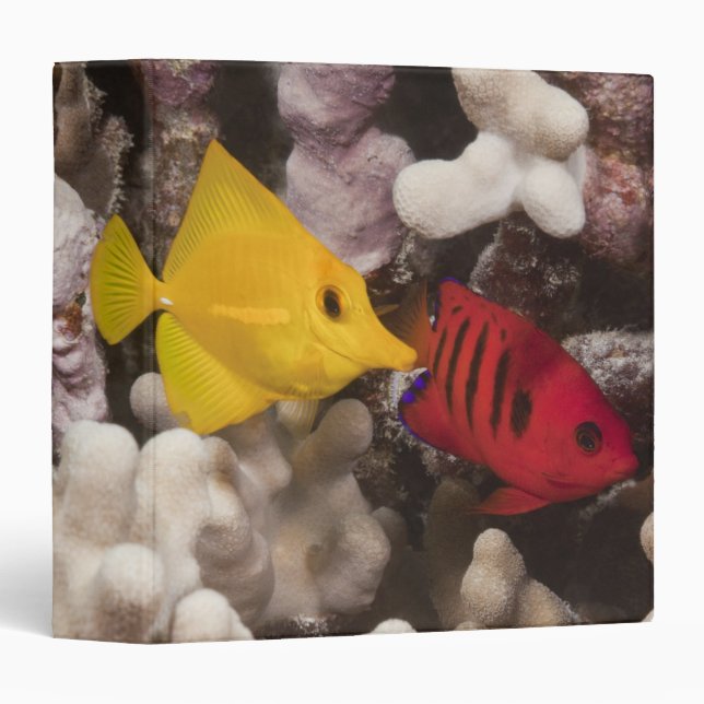 A Yellow Tang Binder (Front/Spine)