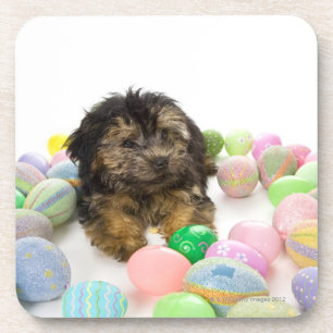 A Yorkie-poo puppy and Easter eggs. Beverage Coaster