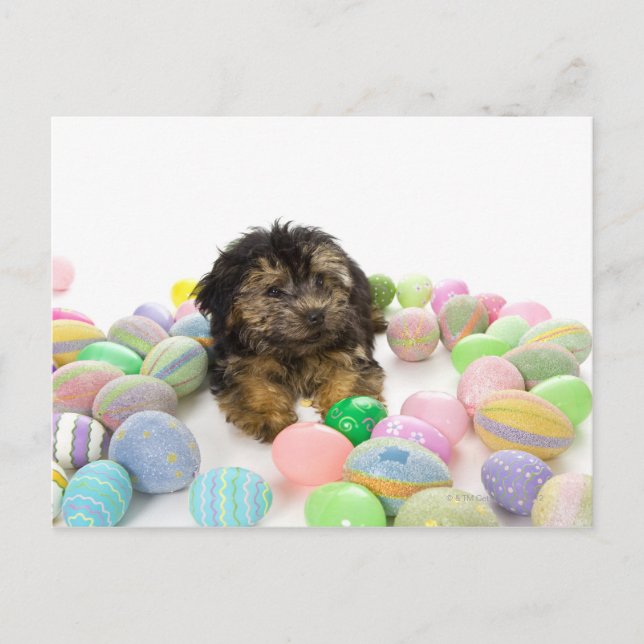 A Yorkie-poo puppy and Easter eggs. Holiday Postcard (Front)