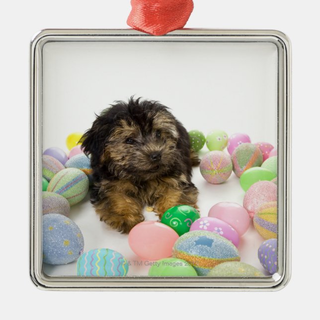 A Yorkie-poo puppy and Easter eggs. Metal Ornament (Front)