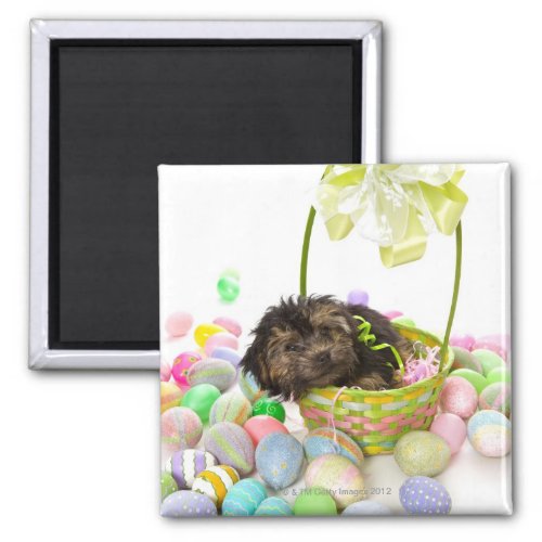 A Yorkie_poo puppy encountering an Easter basket Magnet