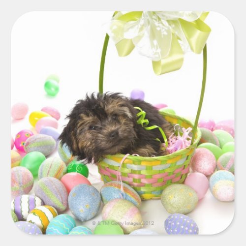 A Yorkie_poo puppy encountering an Easter basket Square Sticker