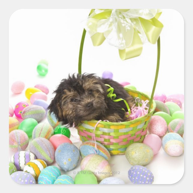 A Yorkie-poo puppy encountering an Easter basket Square Sticker (Front)