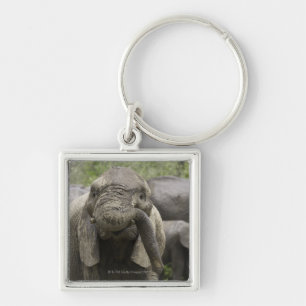 A young African elephant (Loxodonta africana) Keychain