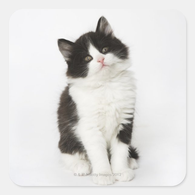 A young kitten sitting looking into the camera square sticker (Front)