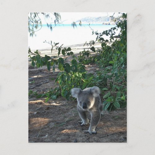 A young koala walks the beach postcard