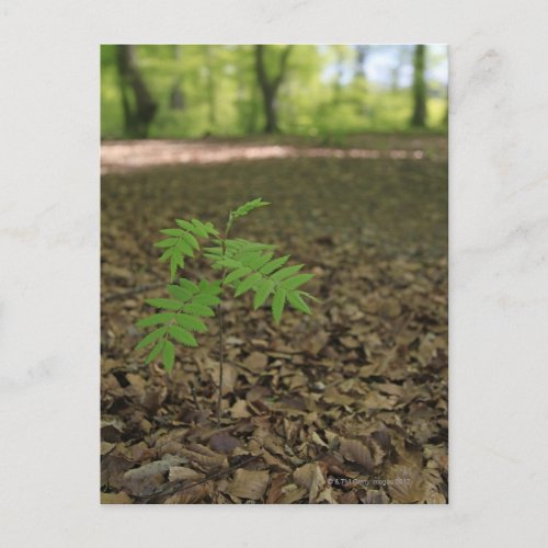A young sapling Rowan tree starts life in a Postcard