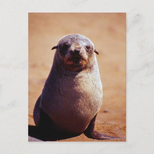 A Young South African Fur Seal Postcard