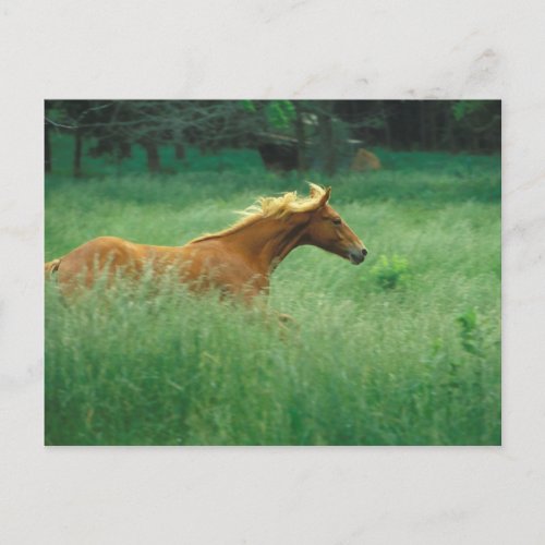 A young stallion runs through a meadow of tall postcard