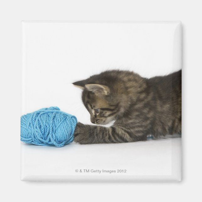 A young Tabby kitten playing with wool Magnet (Front)