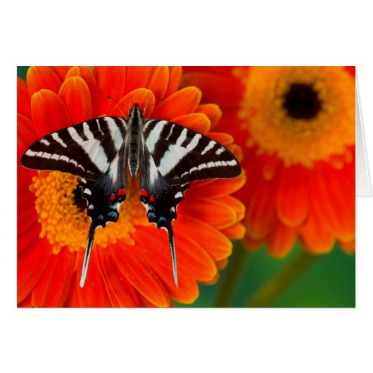 A Zebra Swallowtail Butterfly Cards (Front Horizontal)