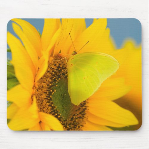 A Zebra Swallowtail_Butterfly Mouse Pad