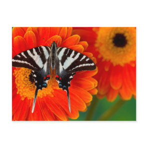 A Zebra Swallowtail Butterfly Postcard