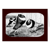 Aachen Band Cropper Pigeons (Front Horizontal)