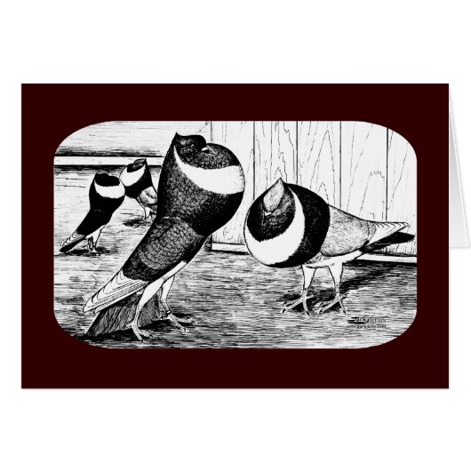Aachen Band Cropper Pigeons Cards (Front Horizontal)