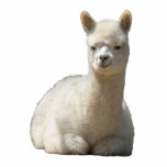 Aah Alpaca Photo Sculpture<br><div class="desc">Aah alpaca is so very soft… our little cria looks so cute as a photo sculpture!</div>