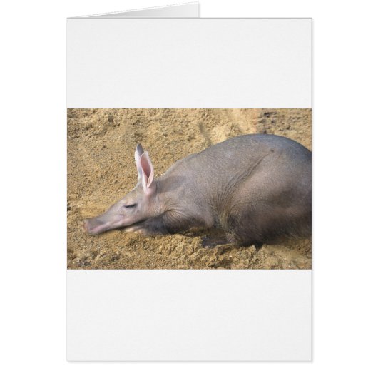 Aardvark (Front)