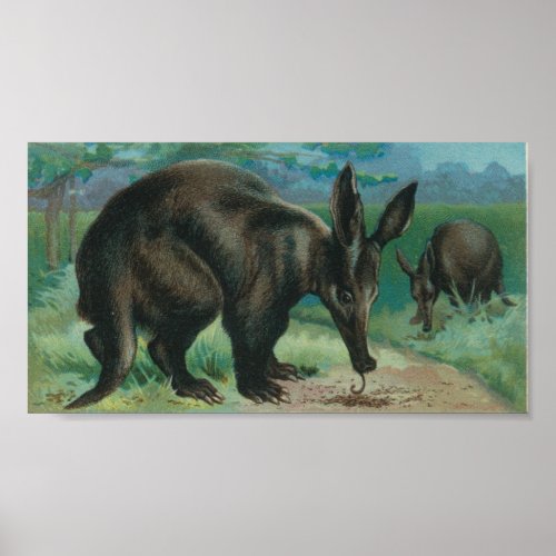 Aardvark Portfolio Poster