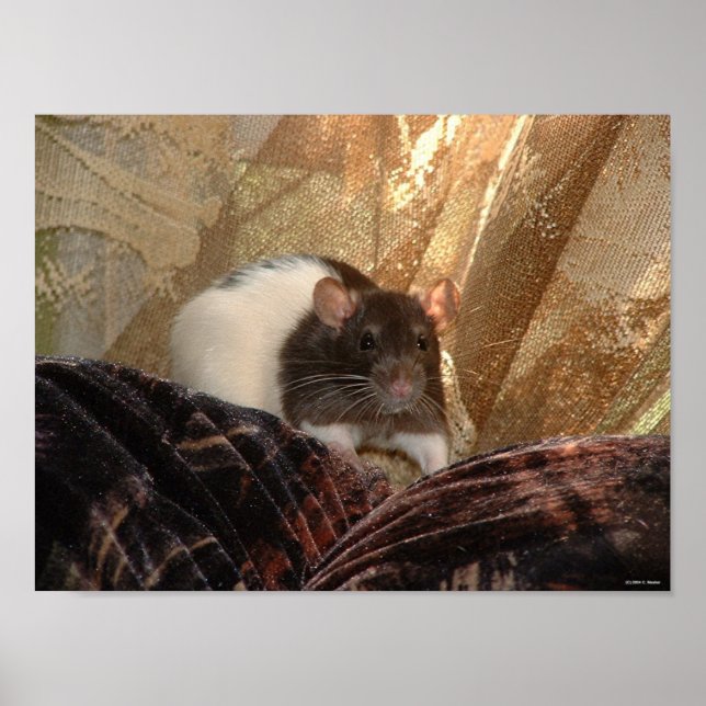 Aardvark Poster (Front)