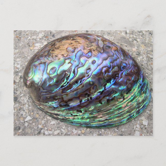 Abalone Postcard (Front)