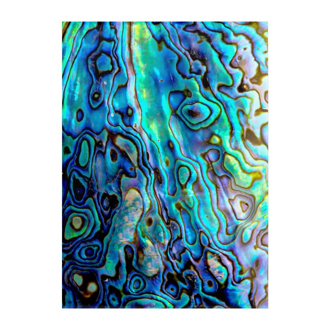 Abalone shell acrylic print (Front)