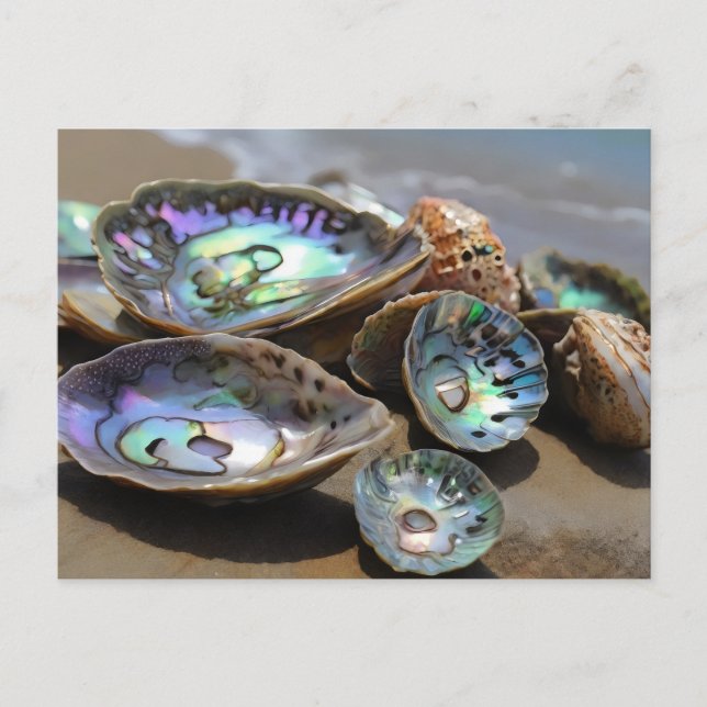 Abalone Shells on beach Postcard (Front)