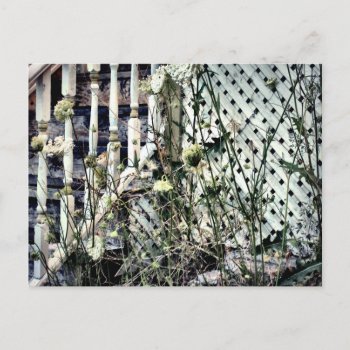 Abandoned House Front Steps Queen Anne's Lace Postcard by M_Sylvia_Chaume at Zazzle