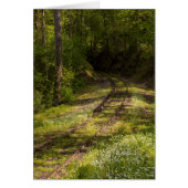 Abandoned Railroad In A Forest (Front)