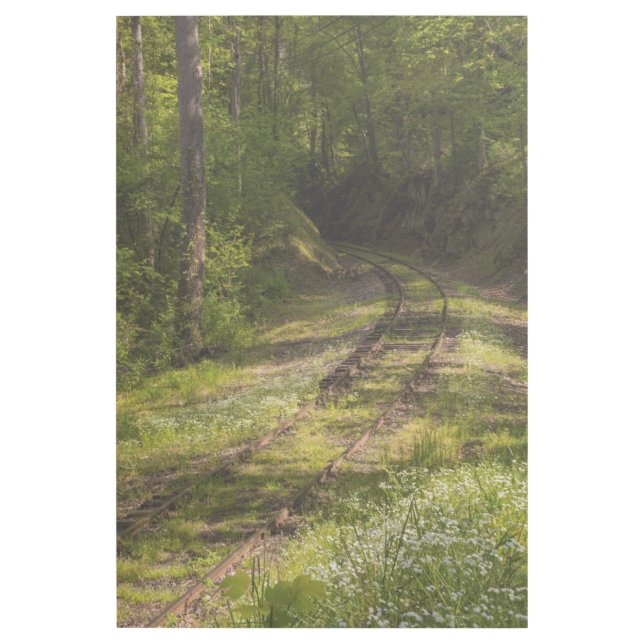 Abandoned Railroad In A Forest Gallery Wrap (Front)