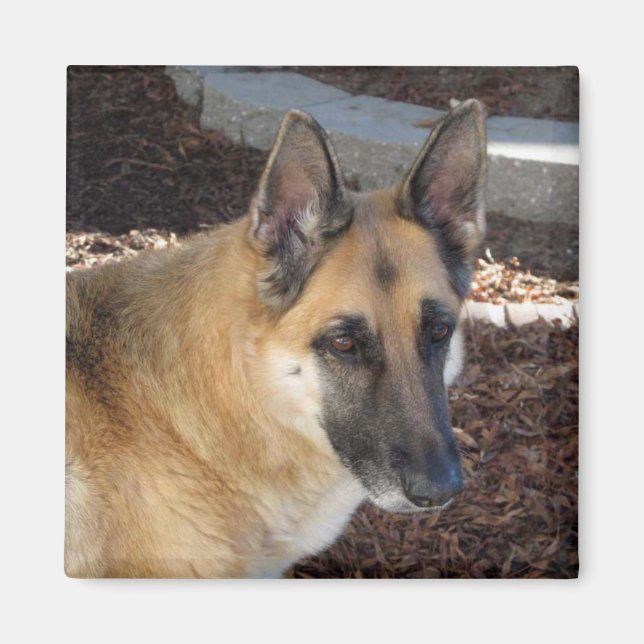 Abby German Shepherd Magnet (Front)