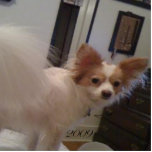 Abby Ornament<br><div class="desc">Custom Christmas Ornament</div>