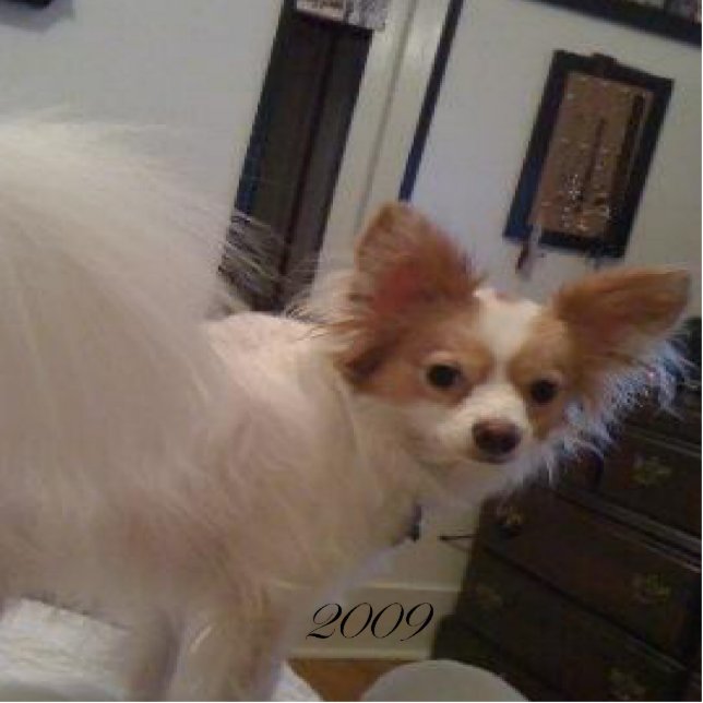 Abby Ornament (Front)