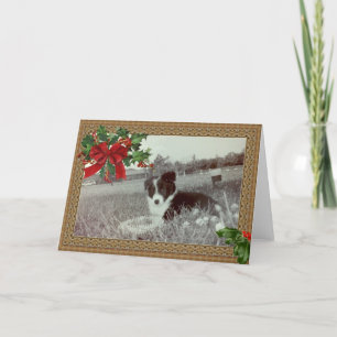 Abby the Awesome Border Collie~Christmas Card