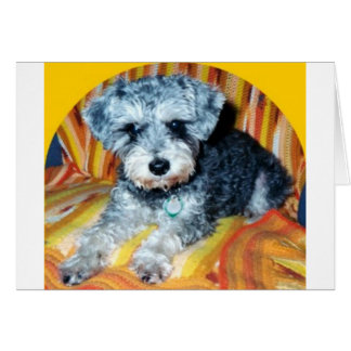 Abby the Schnoodle Cards