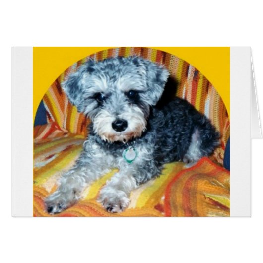 Abby the Schnoodle Cards (Front Horizontal)