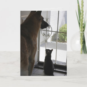 Abby with Zorro Anniversary Card