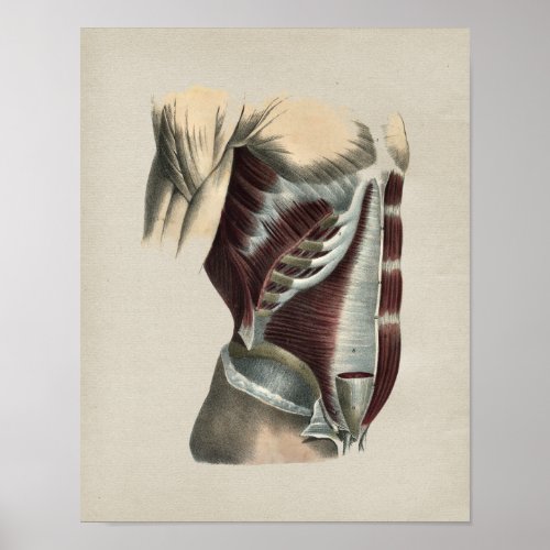 Abdomen Muscles Human Anatomy Vintage Print