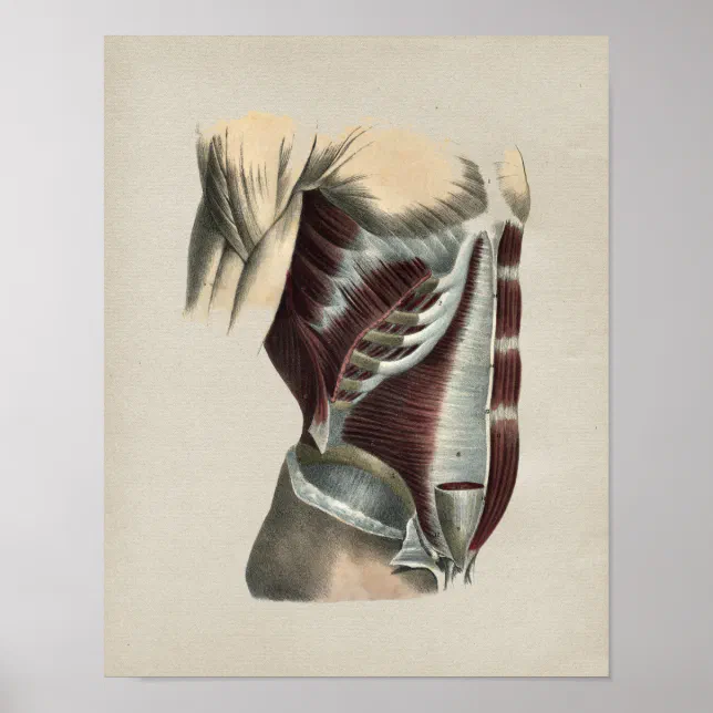 Abdomen Muscles Human Anatomy Vintage Print | Zazzle