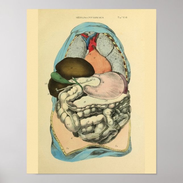 Abdominal Organs Human Anatomy Art Print (Front)