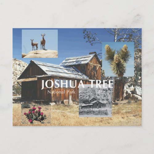 ABH Joshua Tree Postcard