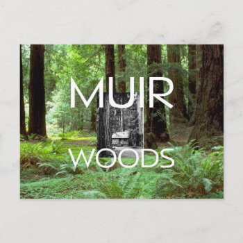 Abh Muir Woods Postcard by teepossible at Zazzle