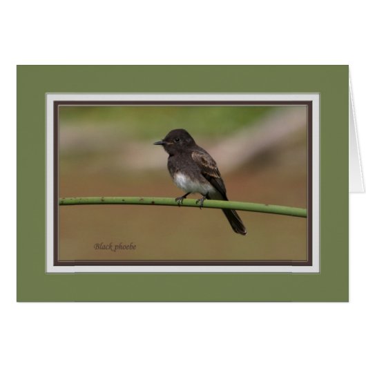 Ablackphoebe0080 Cards (Front Horizontal)